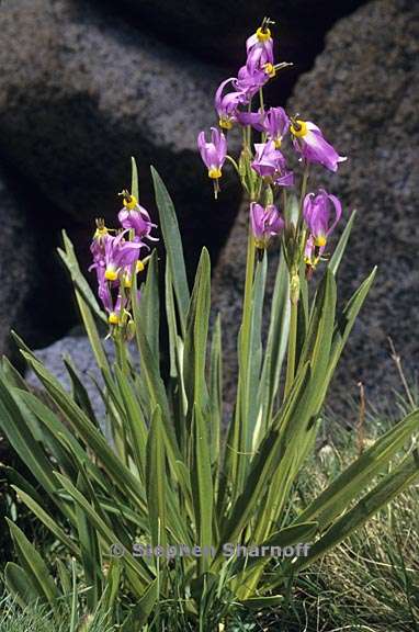 primula fragrans 4 graphic